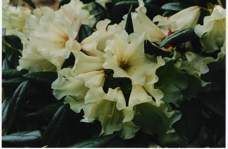 Rhodo Yak No 1